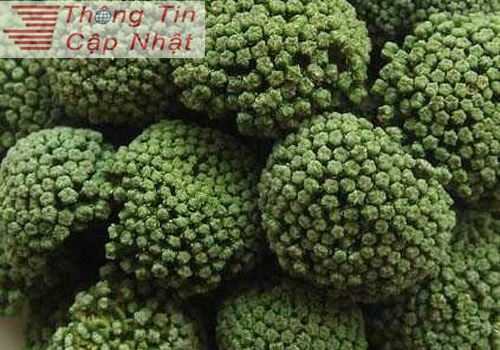 chữa trị tiẻu đường cùng cách uống trà nụ tam thất bao tử